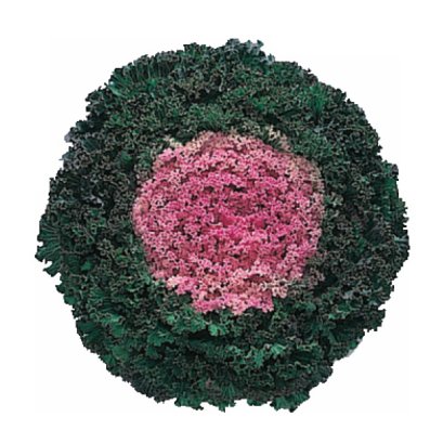 Cabbage Ornamental Kamome Pink