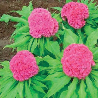Celosia Cristata Prestige Pink