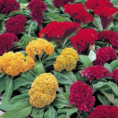 Celosia Cristata Armor Mix