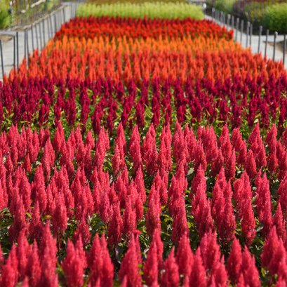 Celosia Plumosa Century Mix
