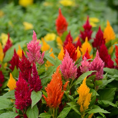 Celosia Plumosa Kimono Mix