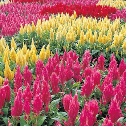 Celosia Plumosa Castle Mix