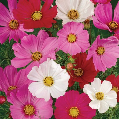 Cosmos Sensation Mix