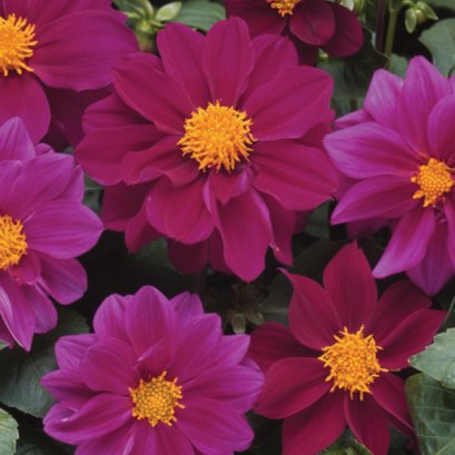 Dahlia Figaro Violet Shade