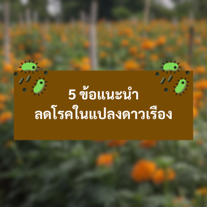 5 ข้อแนะนำ ลดโรคในแปลงดาวเรือง