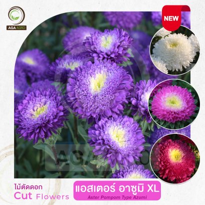 AGA AGRO I "แอสเตอร์  อาซูมิ" ดอกใหญ่ต้นสูง-100เมล็ด-Aster Azumi