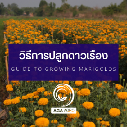 คู่มือการปลูกดาวเรือง