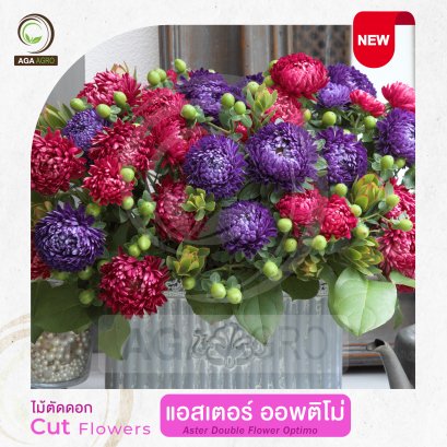 AGA AGRO I "แอสเตอร์  ออพติโม่" ดอกสีสดซ้อนคล้ายเบญจมาศ สีแดงและม่วงเข้ม-100เมล็ด-Aster Optimo