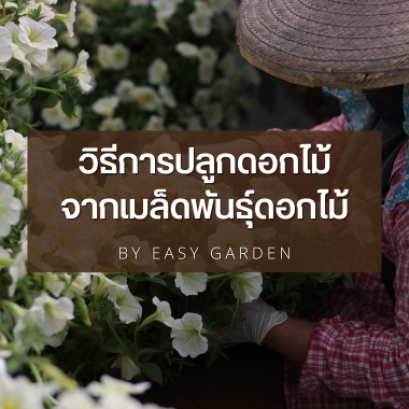 วิธีการปลูกดอกไม้ จากเมล็ดพันธุ์ดอกไม้