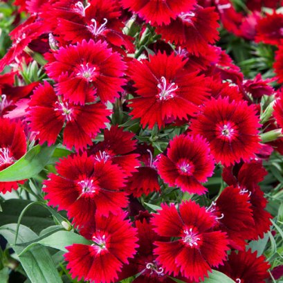 Dianthus Interspecific Tiny Star Red