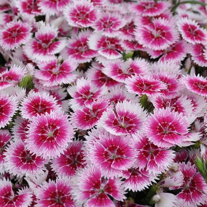 Dianthus Interspecific - Ideal  100 Seeds