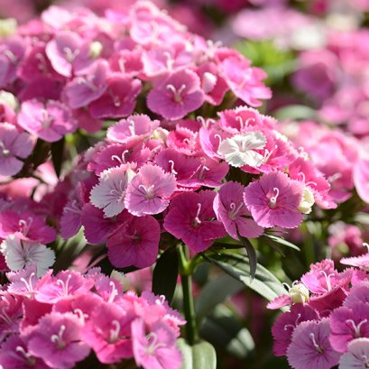 Dianthus Interspecific - Jolt  100 Seeds
