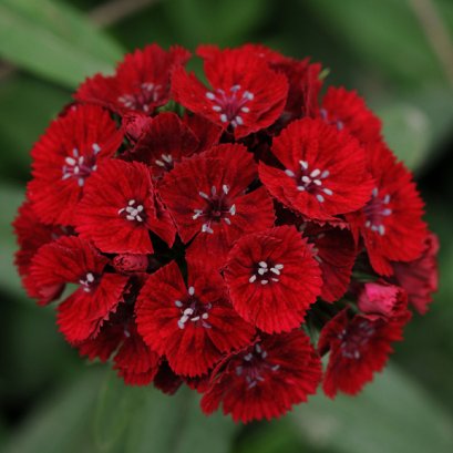 Dianthus Red