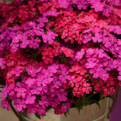 Dianthus Neon Duo