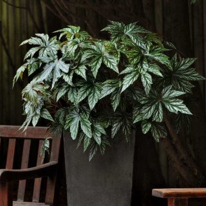 Foliage Begonia Gyphon