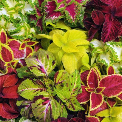 Coleus Wizard Mix