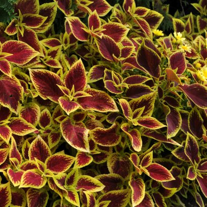 Coleus Sun Crimson Gold