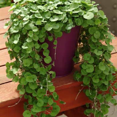 Dichondra Emerald Falls