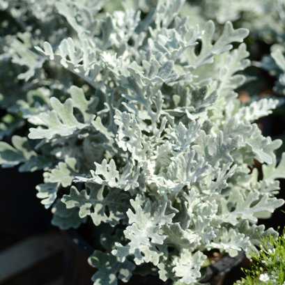 Dusty Miller Silverdust