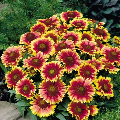 Gailardia Arizona Sun