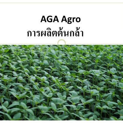 เทคนิคการปลูก