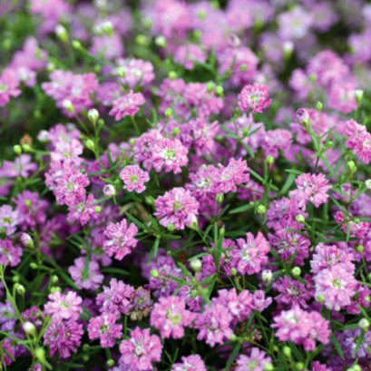 Gypsophila  Deep Rose