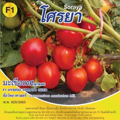 มะเขือเทศ โศรยา