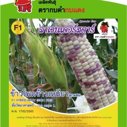 ข้าวโพดข้าวเหนียวลาเวนเดอร์สตาร์ ซ.10 g.