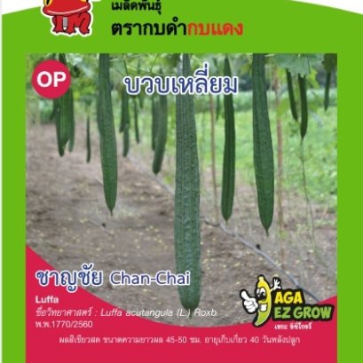 บวบเหลี่ยมชาญชัย ซ.1 g.