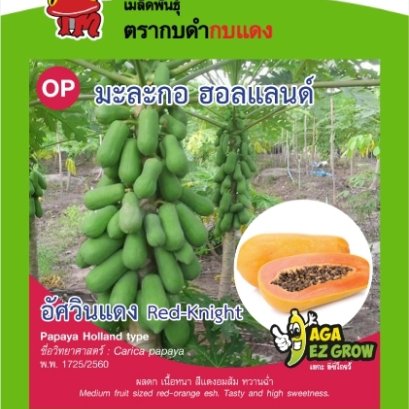 มะละกอฮอล์แลนด์ อัศวินแดง