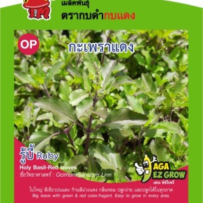 กะเพราแดง รูบี้