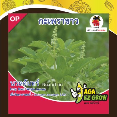 กะเพราขาว นวลจันทร์