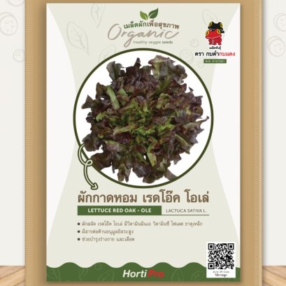 ผักเพื่อสุขภาพ ผักสลัด เรดโอ๊ค