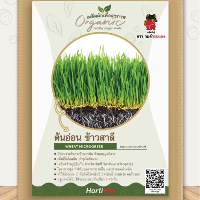 ผักเพื่อสุขภาพ ต้นอ่อนข้าวสาลี