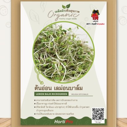 ผักเพื่อสุขภาพ ต้นอ่อน สาระแหน่ฝรั่ง