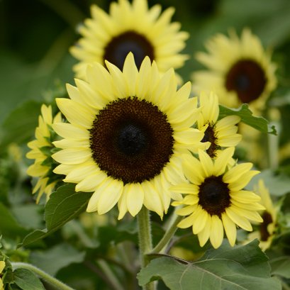 Helianthus Sunsation Lemon