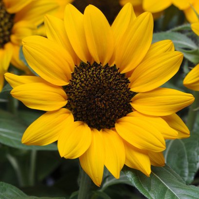 Helianthus SUnbuzz MissSinshine