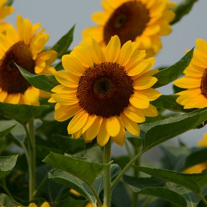 Helianthus Cut Flower Vincent Choice