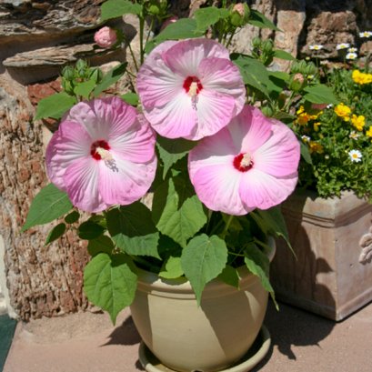 Hibiscus Honeymoon Light Rose