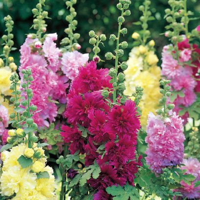 Hollyhock Spring Celebrities Mix
