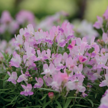Linaria Fantasista Pink
