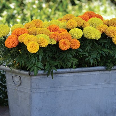 Marigold African Taishan Mix