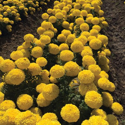 Marigold African Yellow