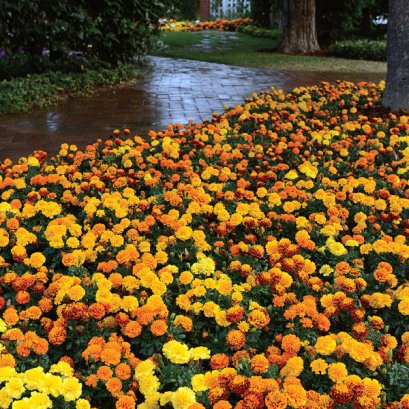 French Marigold Hot Pak Mix