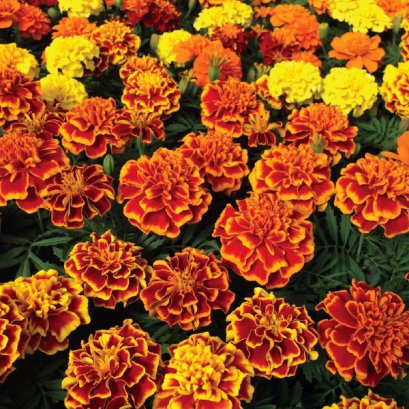 French Marigold Bonanza Mix