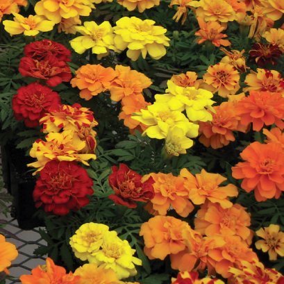 French Marigold Durango Mix