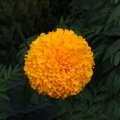Marigold Sunshine