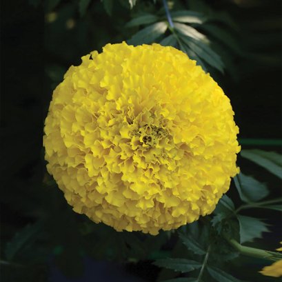 Marigold Twenty Yellow (MAR289)