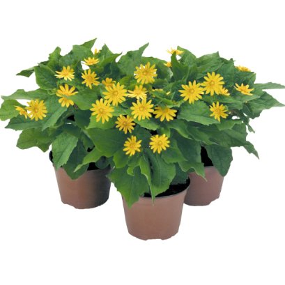 100 Graines Melampodium Paludosum Butter Daisy - Fleurs Annuelles Similaires à Medallion