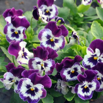 Pansy - Freefall XL 100 Seeds